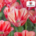 Tulpenbollen Spring Break – 20 Stuks | KH Bloembollen® | Rood-Oranje Tulp – Vurig, Energiek & Opvallend – Voor Tuin of Pot – Maat 11/12 – Vers van de Teler Bild 4
