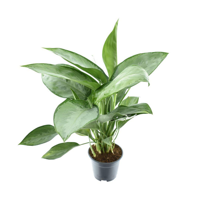 Aglaonema Silverado Pflanze im Ø14cm Topf, 40cm hoch