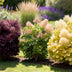 Cotinus coggygria Tricolour: 3 Pflanzen für Ihren Garten Bild 6