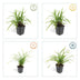 12x Carex morrowii 'Irish Green' - Immergrüner Bodendecker, 10-25cm Bild 4