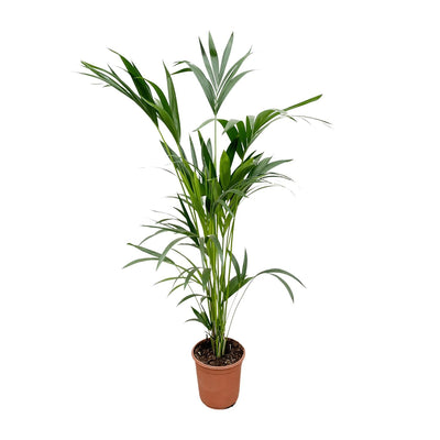 Kentia Palme Howea Forsteriana 160cm, Topf Ø 24cm