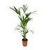 Kentia Palme Howea Forsteriana 160cm, Topf Ø 24cm Bild 1