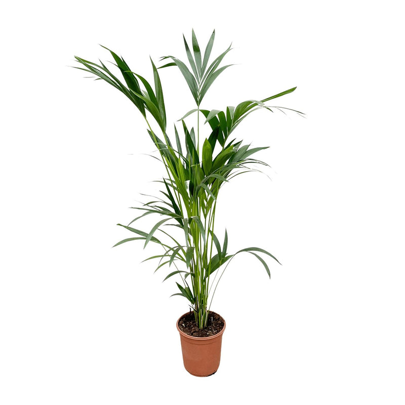 Kentia Palme Howea Forsteriana 160cm, Topf Ø 24cm