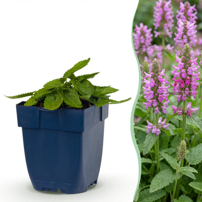Green boutiQ - Perennials - Stachys off. Ukkie - Lamb's Ear - Rock Garden Plants - Pink - 1 Plant - 11cm Pot - 15-25cm Height