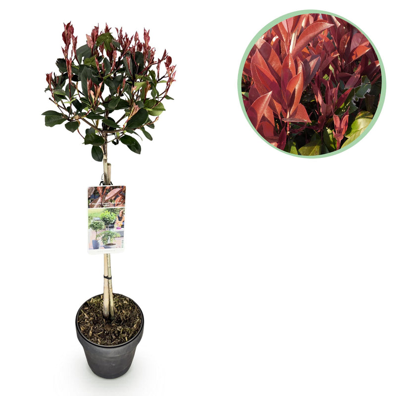 GreenboutiQ Photinia 'Little Red Robin' Stamm 90cm, Topf 19cm, winterhart