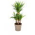 Yucca Elephantipes: Robuste Zimmerpflanze Ø30cm, 90-110cm hoch Bild 1