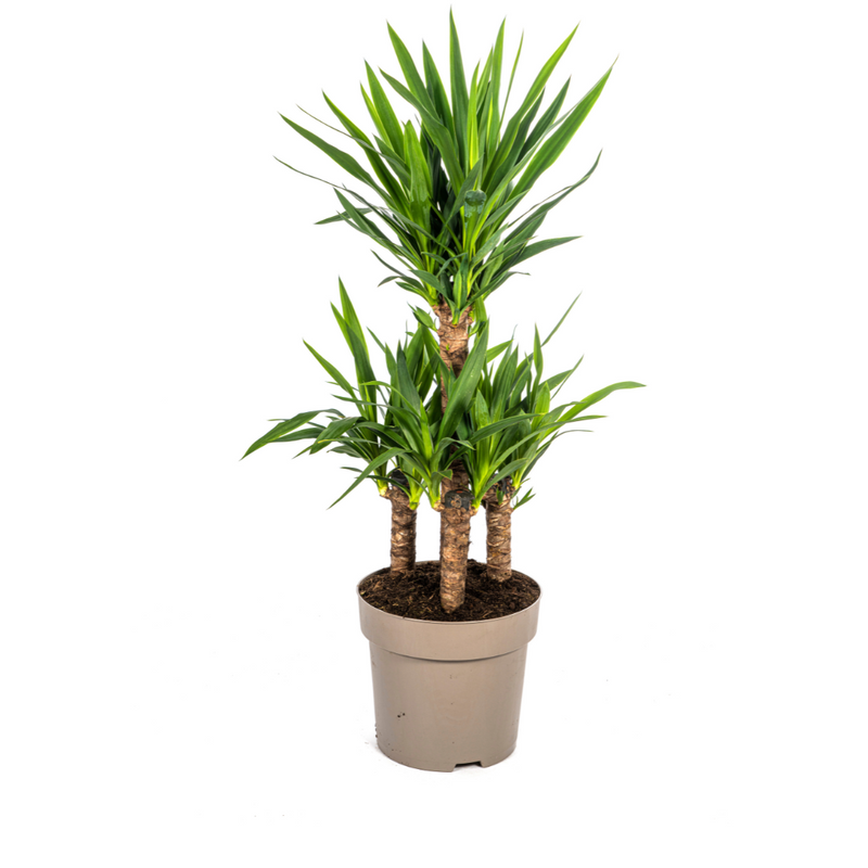 Yucca Elephantipes: Robuste Zimmerpflanze Ø30cm, 90-110cm hoch