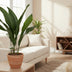 Aspidistra Elatior 'Die Bar' - 70cm Plant in 17cm Pot Bild 3