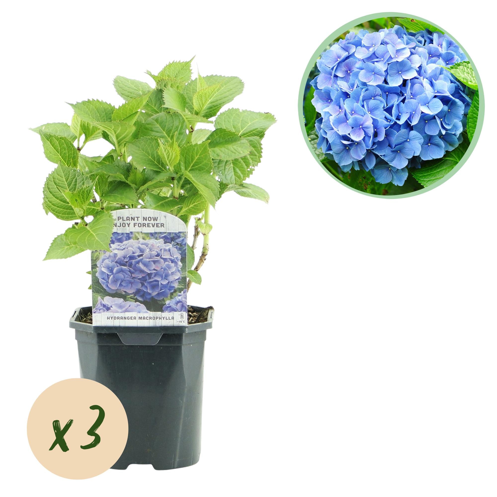 GreenboutiQ - Hortensie - Hydrangea macrophylla Blau - Blüte Blau - 3 Pflanzen - 1m2 - Laubabwerfend - Wenig Pflege - Topf 17cm Höhe 30cm