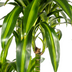 Dracaena Deremensis Hawaiian Sunshine, 170-190cm, Ø27cm Topf Bild 4