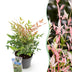 Nandina Twilight Strauch - Immergrün, bunt & pflegeleicht (Topf 17cm) Bild 1