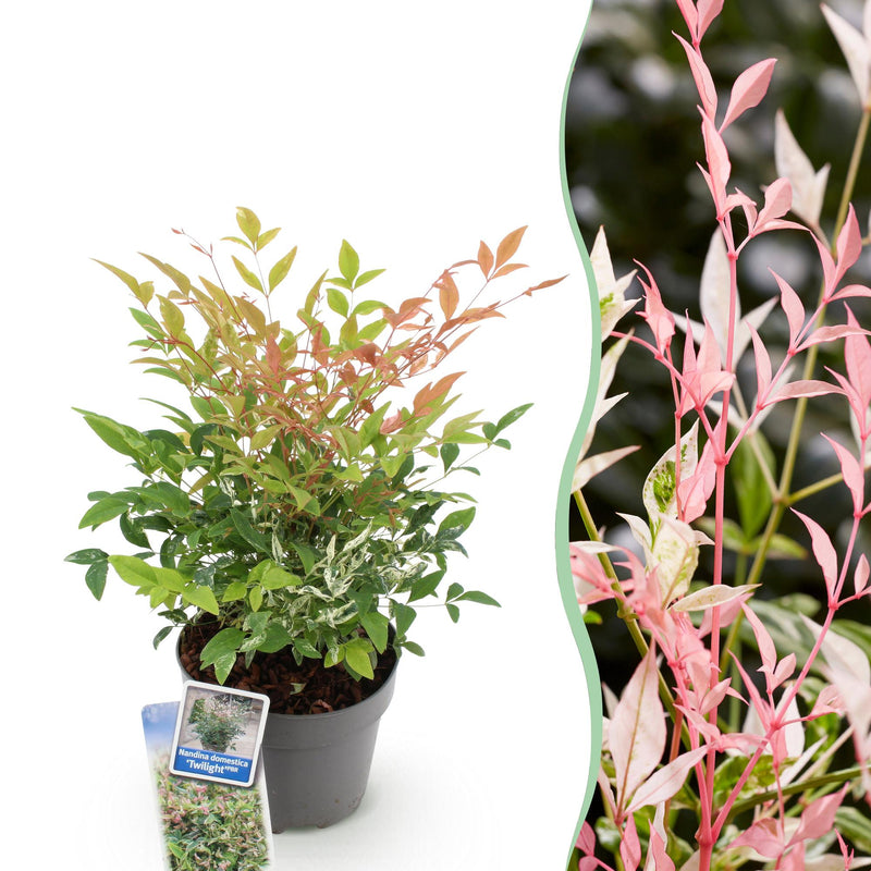 Nandina Twilight Strauch - Immergrün, bunt & pflegeleicht (Topf 17cm)