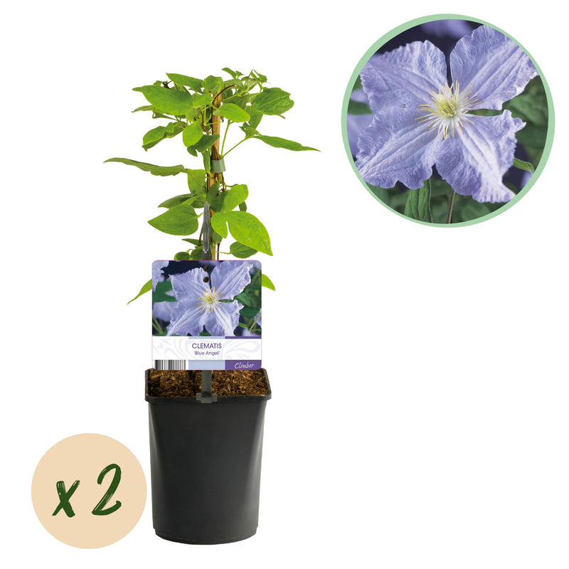 Clematis Blue Angel Climbing Plant - 2 Plants, 11cm Pot
