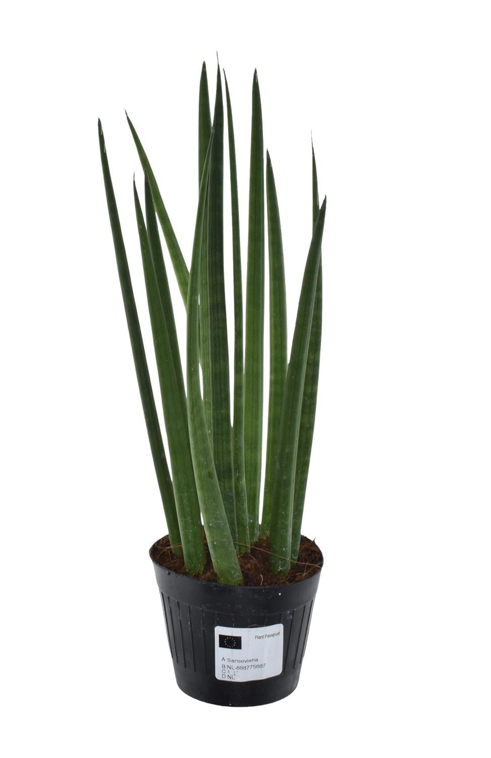 Sansevieria cylindrica 'Bacularis' / Mikado  - 38 cm - ø10,5