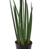 Sansevieria cylindrica 'Bacularis' / Mikado - 38 cm - ø10,5 Bild 1