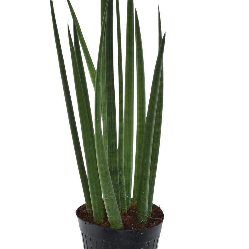 Sansevieria cylindrica 'Bacularis' / Mikado - 38 cm - ø10,5