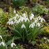 100x Riesen-Schneeglöckchen (Galanthus Elwesii) - Weiß - Zwiebelgröße 5/6 Bild 2