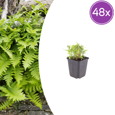 48x Echter Zottenfarn (Polypodium vulgare) - 10-25cm