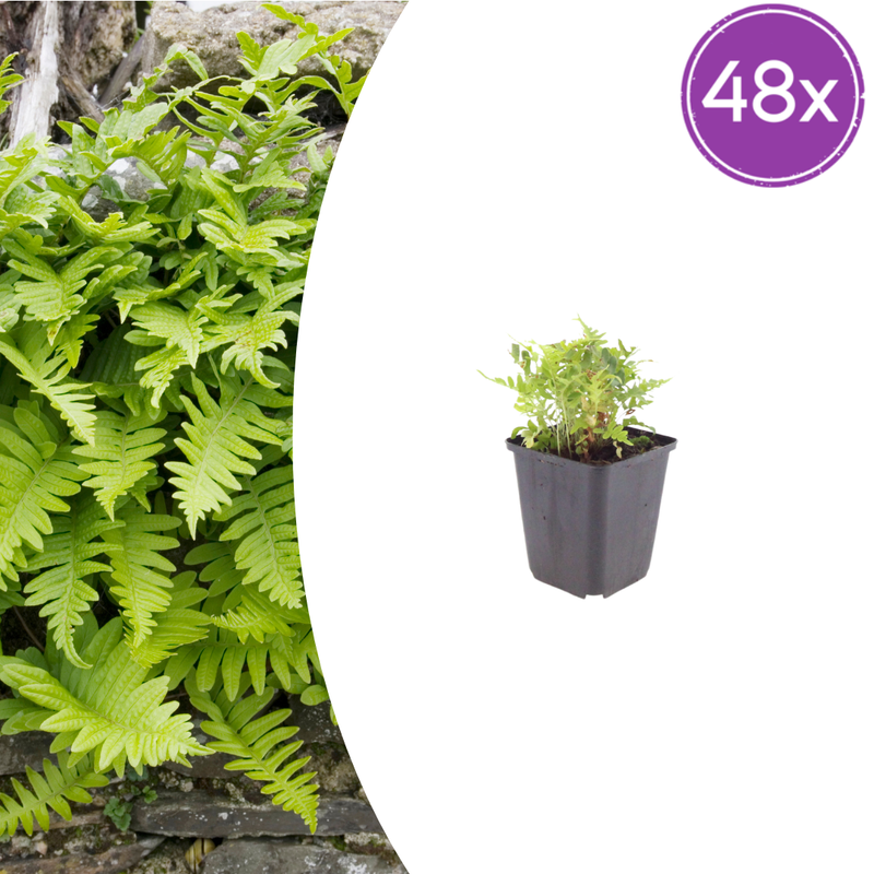 48x Echter Zottenfarn (Polypodium vulgare) - 10-25cm