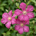 Clematis 'Ville de Lyon' - Rote Kletterrose für sonnige Standorte Bild 3