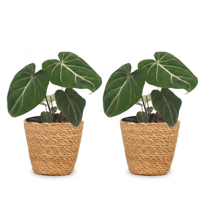 Green boutiQ - Philodendron Gloriosum - Gloriosum Philodendron - 2 Pflanzen - mit Korb - Topf 12cm - Höhe - 25cm