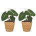 Green boutiQ - Philodendron Gloriosum - Gloriosum Philodendron - 2 Pflanzen - mit Korb - Topf 12cm - Höhe - 25cm Bild 2