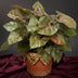 Syngonium Maria Feel Green – Houseplant Ø14cm, H25cm Bild 3
