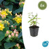 6x Hypericum inodorum 'Annebel' - ↕10-25cm - Ø9cm Bild 1
