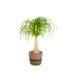 Beaucarnea Recurvata Stamm mit Korb Ø21cm - Pflegeleicht & dekorativ Bild 1