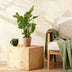 Green boutiQ Monstera Deliciosa Fensterblatt: 2 Pflanzen 50-55cm Bild 5