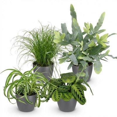 Green boutiQ Pflanzenmix: Chlorophytum, Cyperus, Phlebodium, Maranta (4er Set)