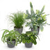 Green boutiQ Plant Mix: Chlorophytum, Cyperus, Phlebodium, Maranta (Set of 4) Bild 2