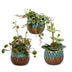 3x Baby Peperomia Mix: Grün, Rot & Tropisch im 6cm Topf Bild 2