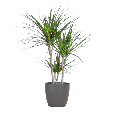 Dracaena Marginata (Drachenblutbaum) 95cm mit grauem Topf