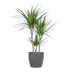 Dracaena Marginata (Drachenblutbaum) 95cm mit grauem Topf Bild 1