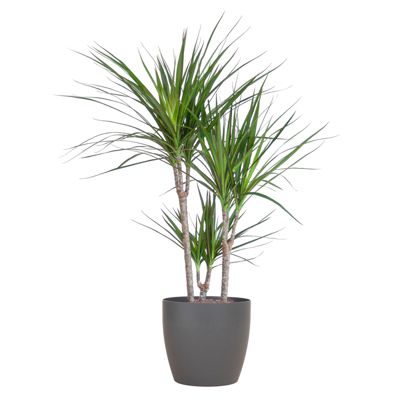 Dracaena Marginata (Drachenblutbaum) 95cm mit grauem Topf
