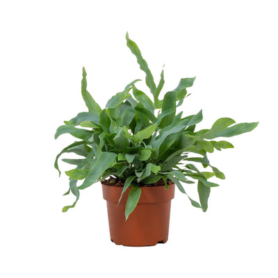 Phlebodium Blue Star Farn, 12cm Topf, ca. 32cm hoch