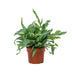 Phlebodium Blue Star Farn, 12cm Topf, ca. 32cm hoch Bild 2