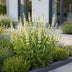 Green boutiQ - Perennial - Salvia nem. Schneehügel - Sage - Bee and Butterfly Attractors - White - 3 Plants - Pot 11cm - Height 15-25cm Bild 12