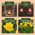 80x Wildtulpen (Tulipa Sylvestris) - Gelb, natürlich verwildernd Bild 4