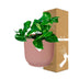 Epipremnum Pinnatum 'Aureum' im ELHO Vibes Fold Topf (14cm, rosa) Bild 4