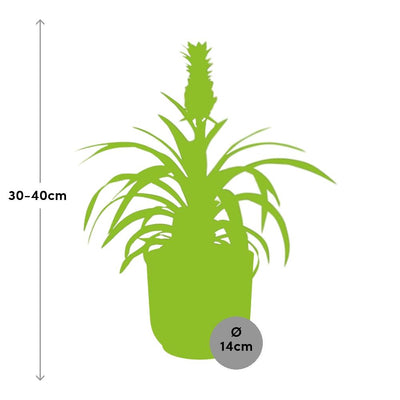 Ananas 'Mi Amigo' im ELHO Vibes Fold Topf 14cm gelb