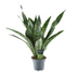 Sansevieria Aubrytniana Dragon – Ø14cm, H55cm Bild 1