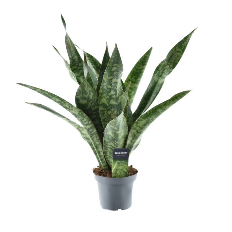 Sansevieria Aubrytniana Dragon – Ø14cm, H55cm