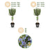 GreenboutiQ Rosmarinus officinalis Standard, evergreen, winter-hardy, purple flower Bild 4