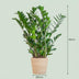 ZZ-Pflanze (Zamioculcas Zamiifolia) im Seegras-Korb - 80cm Bild 2