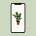 Spathiphyllum Diamond Friedenslilie Ø12cm ↕40cm - Luftreinigend Bild 5