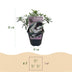 Green boutiQ - Garden Plant - Buddleja davidii White Profusion - Butterfly Bush - Winter Hardy - White - 1 Plant - Pot 17cm - Height 45cm Bild 3