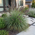 Green boutiQ - Gräser - Pennisetum alop. Black Beauty - Lampenputzergras - Mit Blüte - Grün - 6 Pflanzen - Topf 11cm - Höhe 15-25cm Bild 6