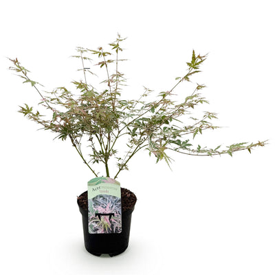 GreenboutiQ Japanischer Ahorn 'Iyoshi' – Rosa Laub, 70cm